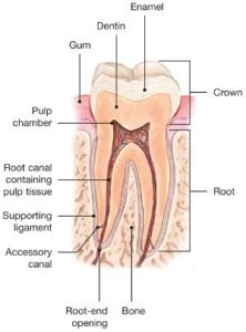 Root-Canals-Explained-222x300