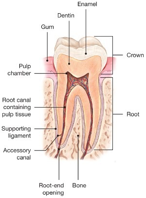 Root-Canals-Explained